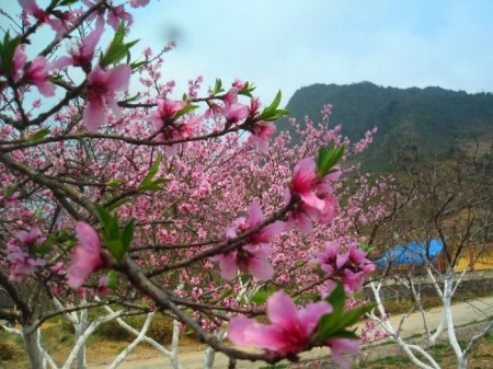 tour-du-lich-tay-bac-mua-hoa-no-1