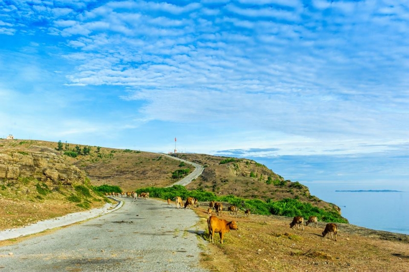 ĐẾN LÝ SƠN